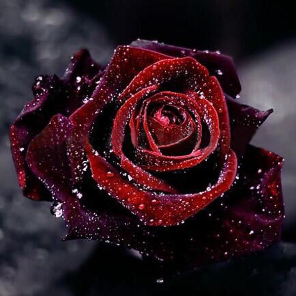 True-Blood-Black-Rose-200PCS-Rare-Rose-seeds-Flowers-Seeds-For-Garden-Bonsai-Planting-Free-shipping_85f87b17-6b79-4176-a69b-eaaff95138e1_grande_copy_x700